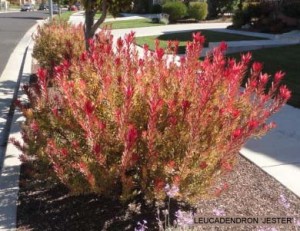 Leucadendron 'Jester'